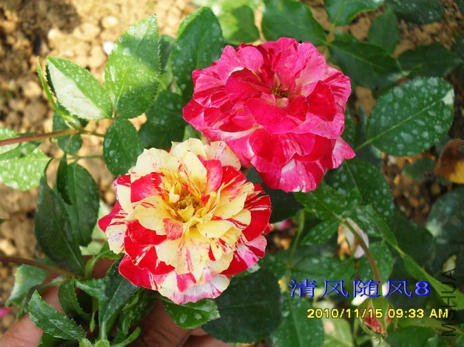 ���׶���ɯ��Camille pissarro delstricol (1).jpg