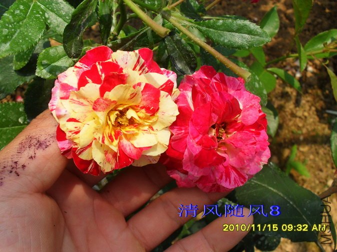 ���׶���ɯ��Camille pissarro delstricol (3).jpg