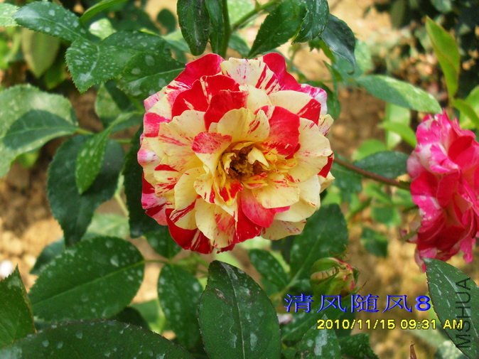 ���׶���ɯ��Camille pissarro delstricol (2).jpg