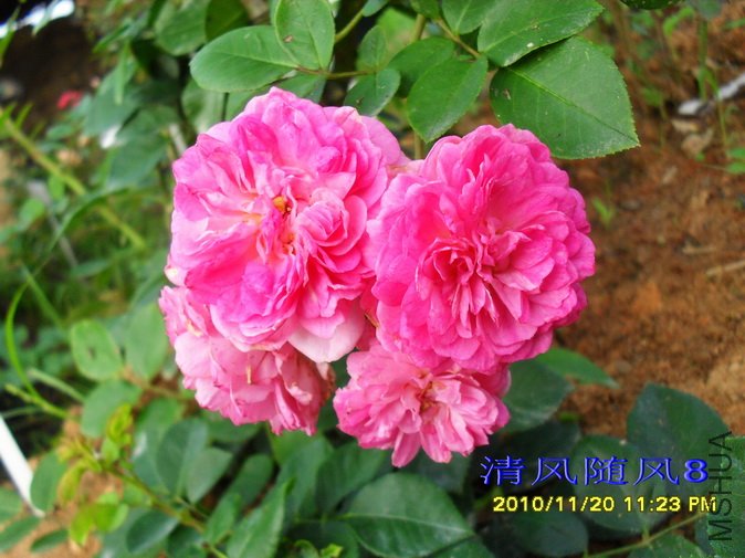 ��˹���� (Jasmina) (2)1.jpg