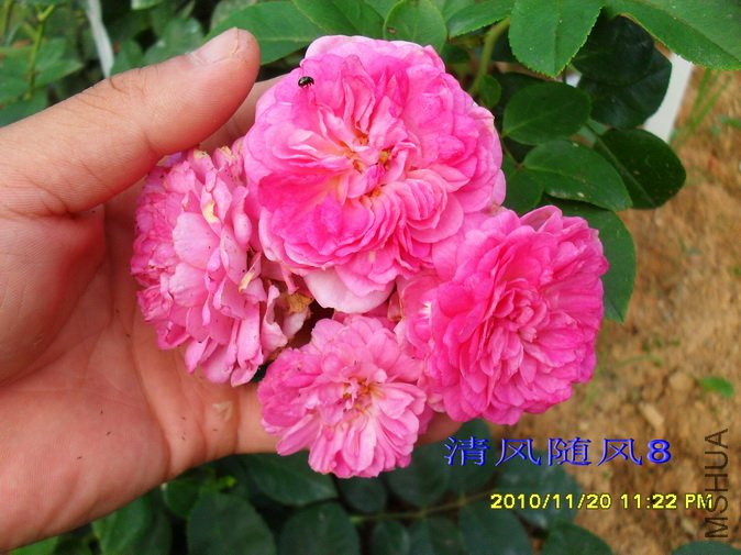 ��˹���� (Jasmina) (5).jpg