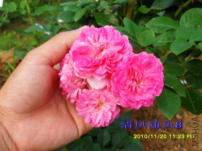 ��˹���� (Jasmina) (8).jpg