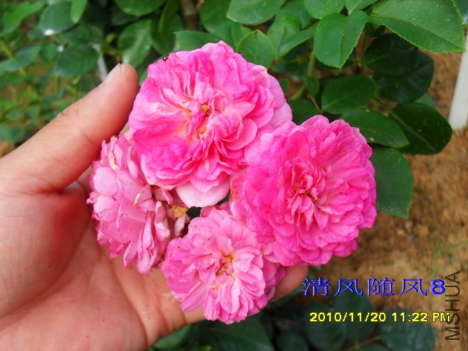 ��˹���� (Jasmina) (7).jpg