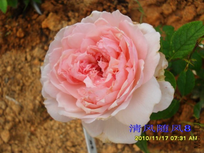 õ�嵺 (Roseninsel ) (3).jpg