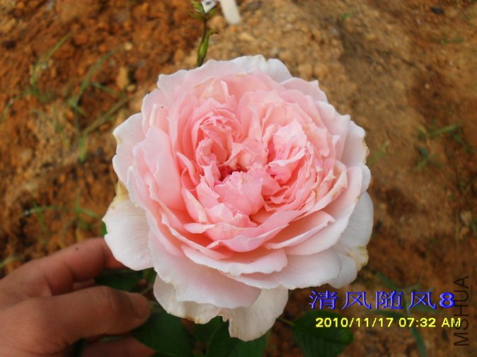 õ�嵺 (Roseninsel ) (4).jpg