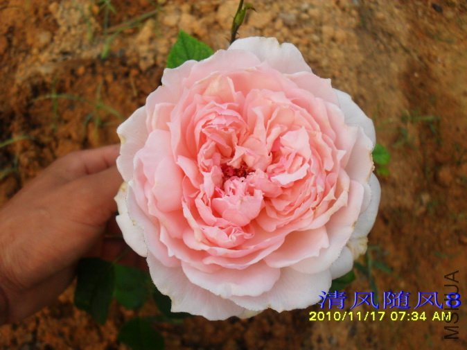 õ�嵺 (Roseninsel ) (2).jpg