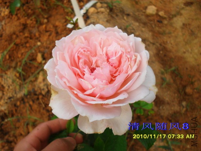 õ�嵺 (Roseninsel ) (5).jpg