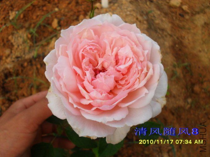 õ�嵺 (Roseninsel ) (1).jpg