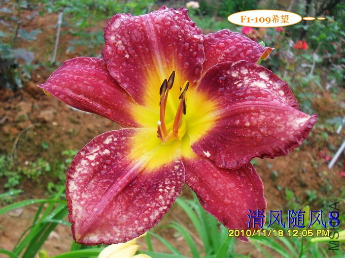 F1-109ϣ�� (1).jpg