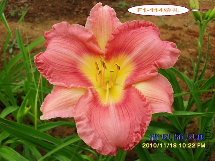 F1-114���� (2).jpg