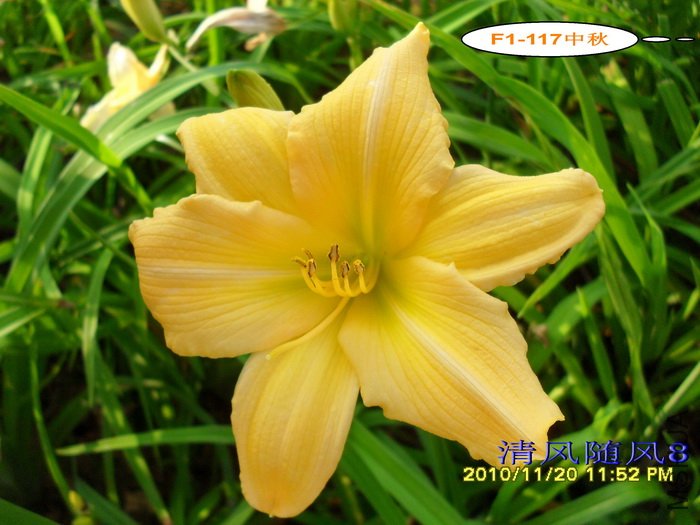 F1-117���� (1).jpg