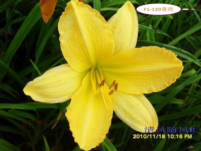 F1-120ϲ�� (1).jpg