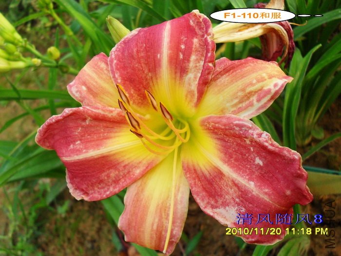 F1-110�ͷ� (2).jpg