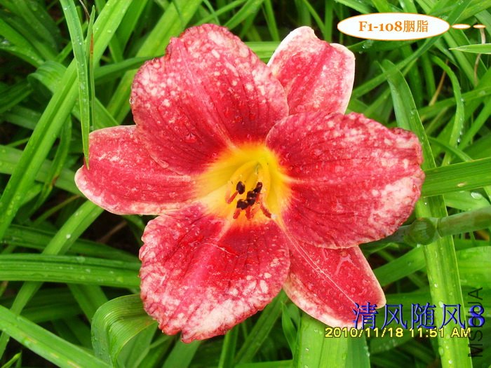 F1-108��֬ (1).jpg