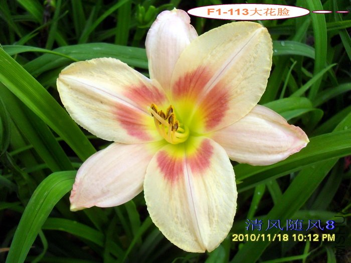 F1-113���� (2).jpg