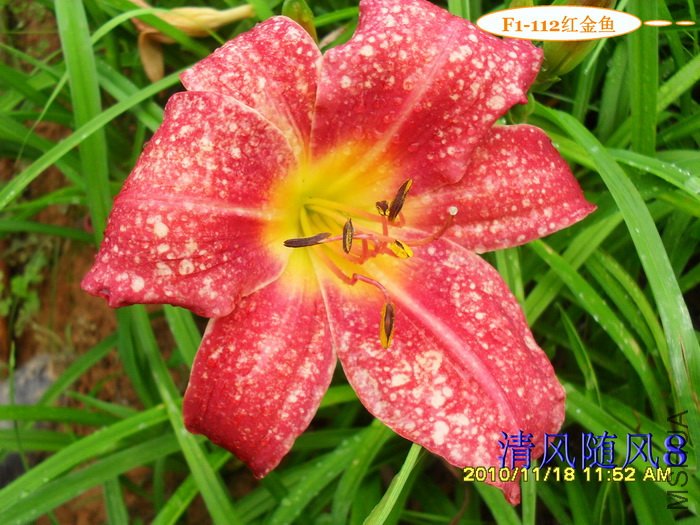 F1-112����� (1).jpg