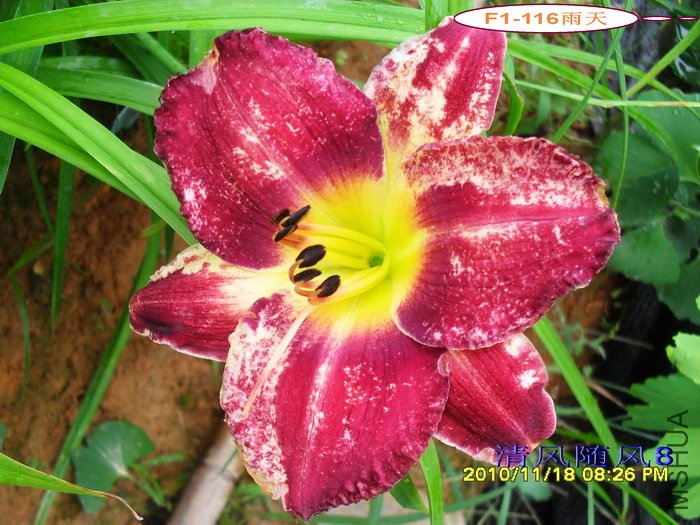 F1-116���� (2).jpg