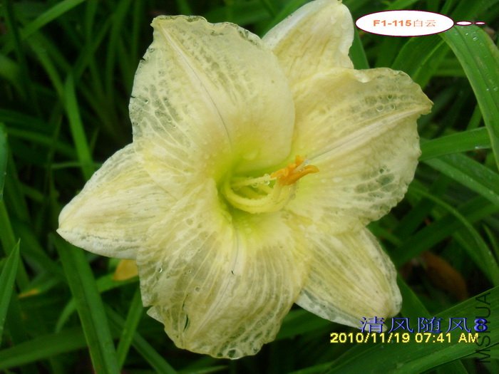 F1-115���� (2).jpg