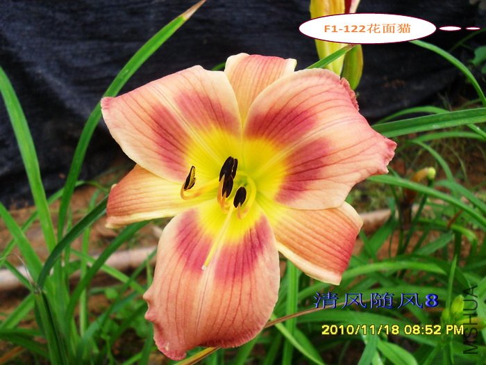 F1-122����è (2).jpg