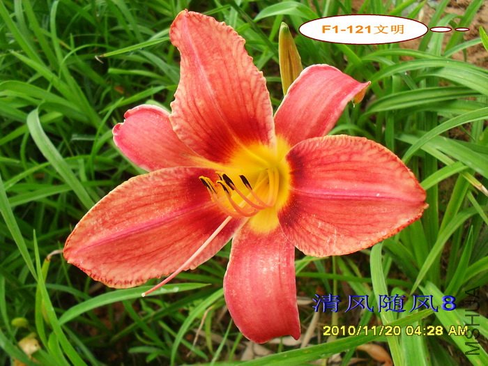 F1-121���� (2).jpg