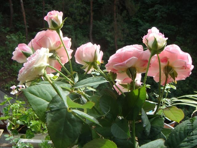 DSC01038A.jpg