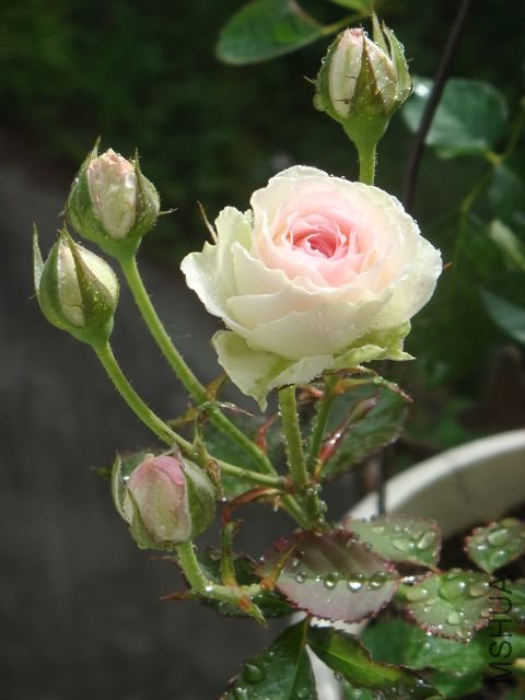 DSC01039A.jpg