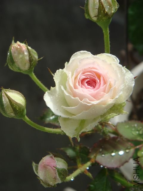 DSC01041A.jpg
