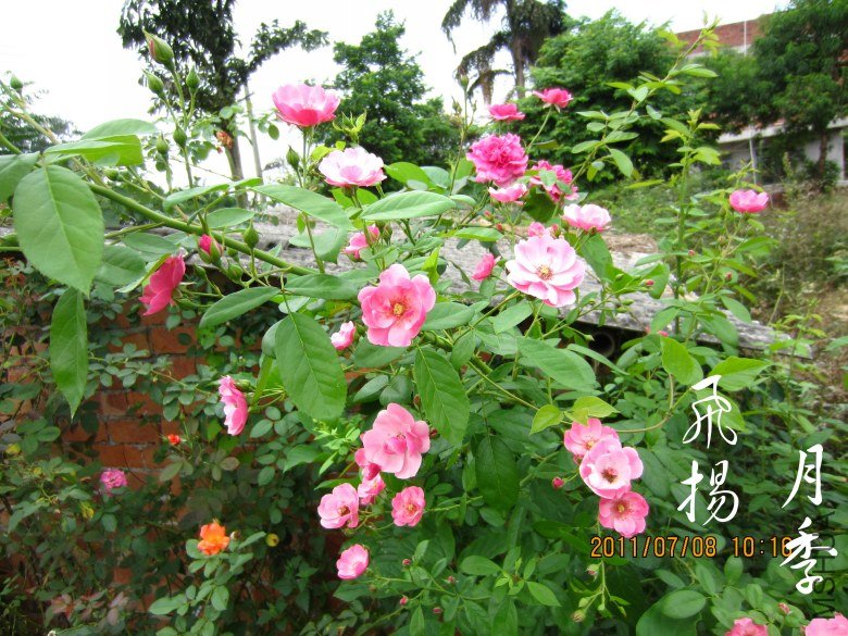 IMG_0500_conew2.jpg