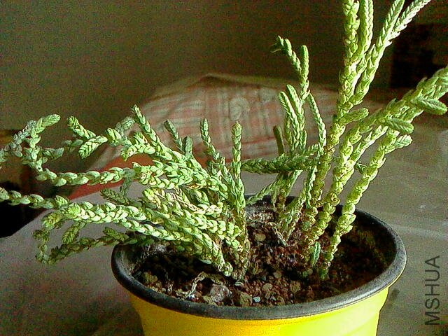 IMG01464.jpg